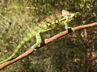 Camelion