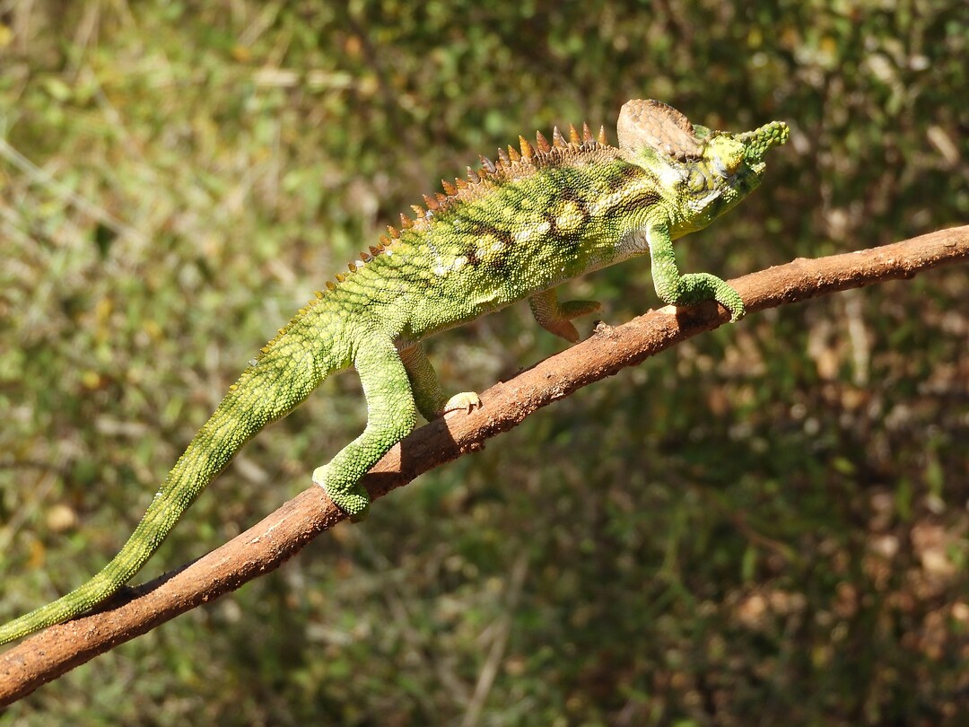 Camelion