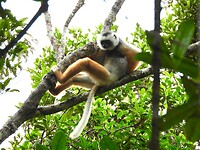 Golden lemur