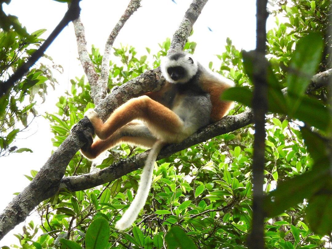 Golden lemur