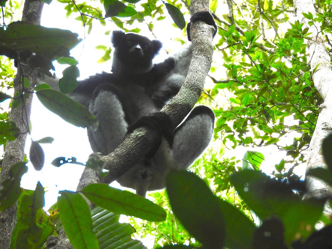 De indri