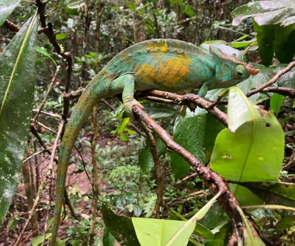 Camelion