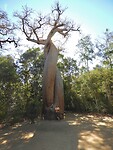 Baobab d”amour
