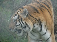 In Jukani Wildlife Sanctuary, Plettenberg Bay