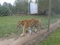 In Jukani Wildlife Sanctuary, Plettenberg Bay