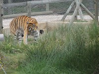 In Jukani Wildlife Sanctuary, Plettenberg Bay