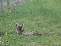 In Jukani Wildlife Sanctuary, Plettenberg Bay