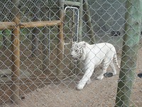 In Jukani Wildlife Sanctuary, Plettenberg Bay