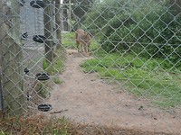 In Jukani Wildlife Sanctuary, Plettenberg Bay