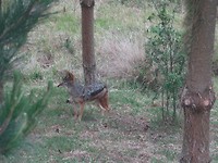 In Jukani Wildlife Sanctuary, Plettenberg Bay