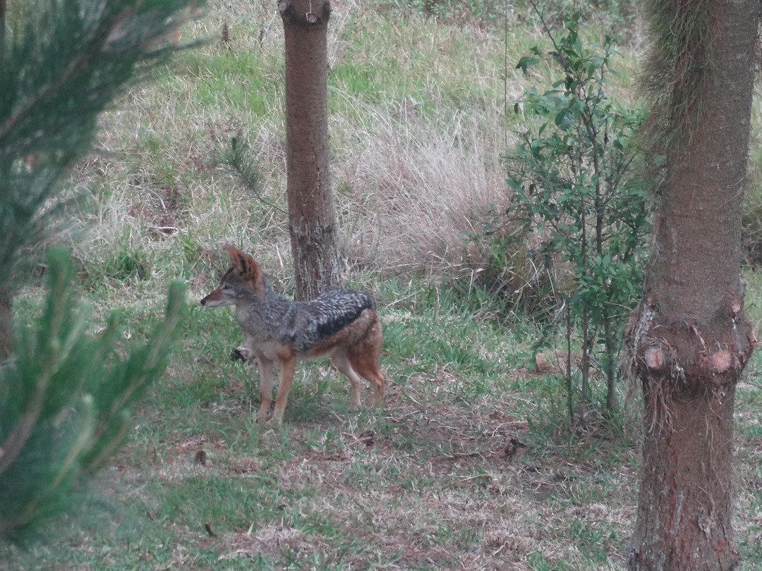 In Jukani Wildlife Sanctuary, Plettenberg Bay