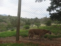 In Jukani Wildlife Sanctuary, Plettenberg Bay