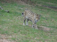 In Jukani Wildlife Sanctuary, Plettenberg Bay