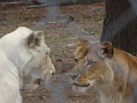 In Jukani Wildlife Sanctuary, Plettenberg Bay