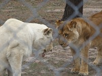 In Jukani Wildlife Sanctuary, Plettenberg Bay