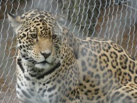 In Jukani Wildlife Sanctuary, Plettenberg Bay