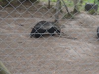 In Jukani Wildlife Sanctuary, Plettenberg Bay