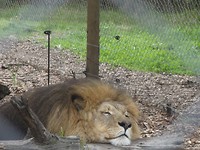 In Jukani Wildlife Sanctuary, Plettenberg Bay