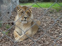 In Jukani Wildlife Sanctuary, Plettenberg Bay