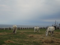 Paarden bij ons guesthouse T'Nique Stable Inn in Plettenberg Bay