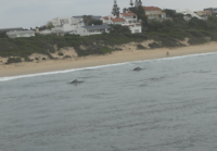 Dolfijnen gespot tijdens de Ocean Safari in Plettenberg Bay