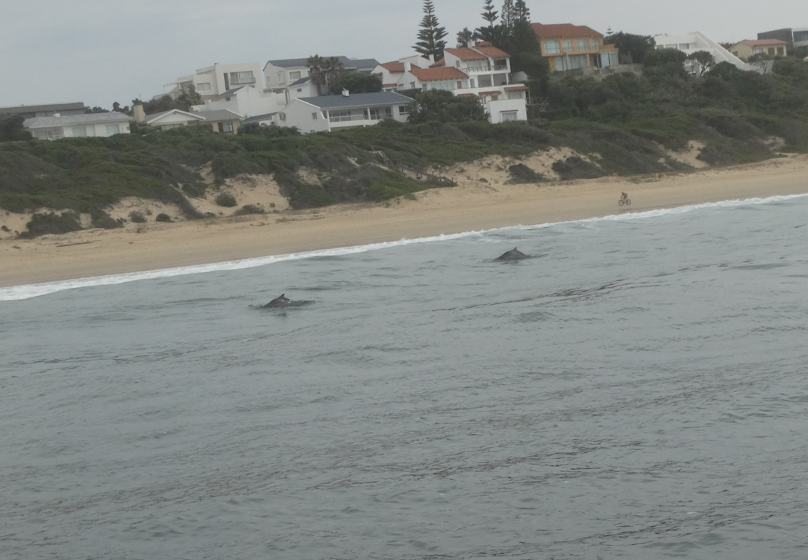 Dolfijnen gespot tijdens de Ocean Safari in Plettenberg Bay