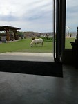 Het paard dat ons even binnen aan tafel kwam vergezellen tijdens de lunch in ons guesthouse