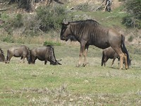 In Botlierskop Game Reserve