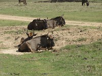 In Botlierskop Game Reserve