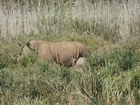 In Botlierskop Game Reserve
