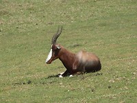 In Botlierskop Game Reserve