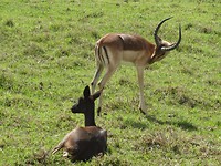 In Botlierskop Game Reserve