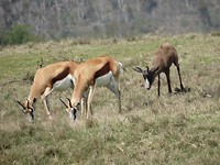 In Botlierskop Game Reserve