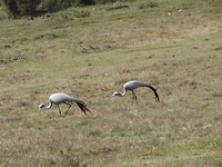 In Botlierskop Game Reserve