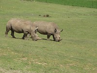 In Botlierskop Game Reserve