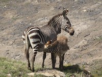 In Botlierskop Game Reserve