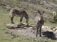 In Botlierskop Game Reserve