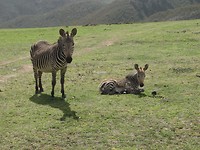 In Botlierskop Game Reserve