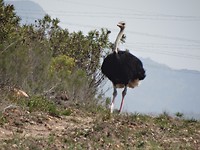 In Botlierskop Game Reserve