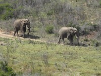 In Botlierskop Game Reserve