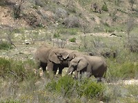 In Botlierskop Game Reserve