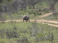 In Botlierskop Game Reserve