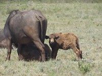 In Botlierskop Game Reserve