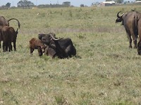 In Botlierskop Game Reserve