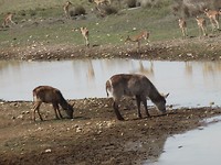 In Botlierskop Game Reserve