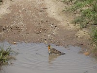In Botlierskop Game Reserve
