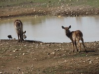 In Botlierskop Game Reserve