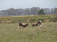 In Botlierskop Game Reserve