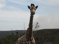 In Botlierskop Game Reserve