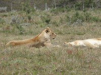 In Botlierskop Game Reserve